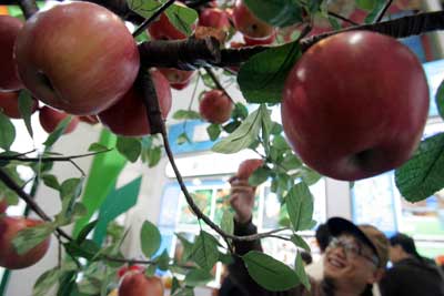 苹果树搬进北京展厅