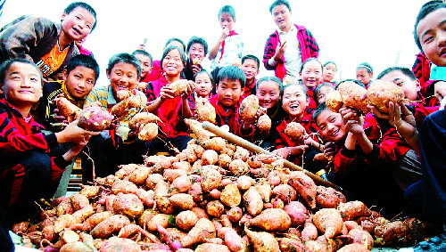 400同学挖芋头(多图)