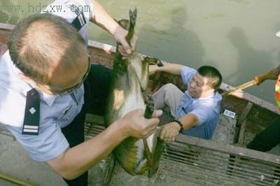 4小时内河巧救小山麂