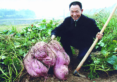 湖南汨罗村民挖出44公斤特大红薯王(图)