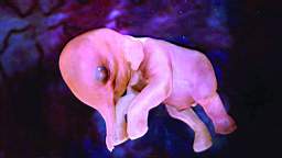 四个月的大象胚胎,身体已经成型.