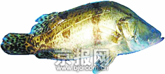 泥鳅…占香港淡水鱼品种的三分之一