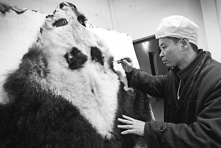 重庆:视频监控大熊猫皮整容(图)