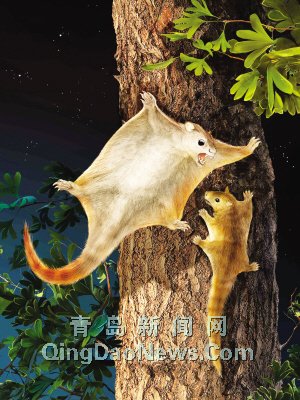 中国科学家发现地球上最早会飞的哺乳动物