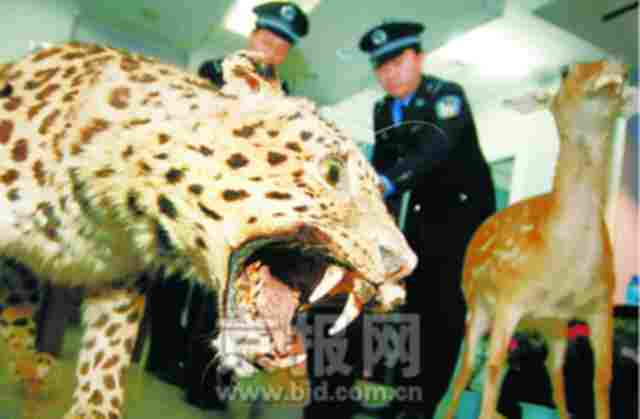 包括梅花鹿、金钱豹、棕熊、苍鹰在内的4件珍稀野生动物标本,竟然藏身在3个大木箱内,由沈阳一房地产开发公司从境外通过铁路偷运进境,结果在过关时被沈阳海关当场查获。昨日,沈阳海关举行查获濒危野生动物标本移交仪式,将查获的这4件珍稀野生动物标本移交给辽宁省林业厅。 朱洲