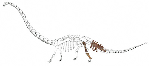 [转载]西南最大白垩纪恐龙化石现身黔江正阳