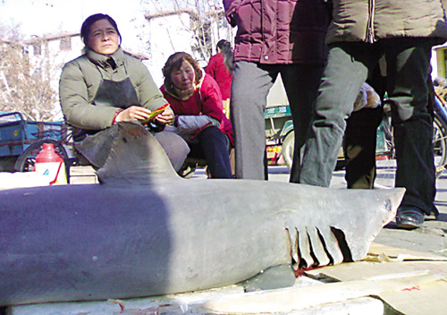 大鲨鱼游上济宁人餐桌