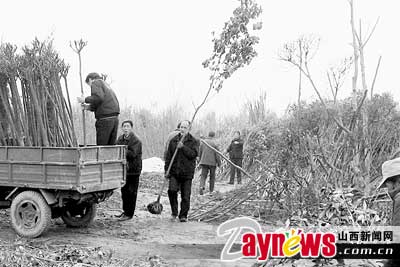 十年不懈植樹　綠化三晉大地(圖)