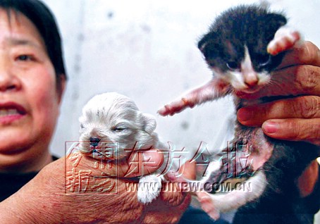 郑州猫妈妈生下四崽 有只白猫长相叫声和小狗