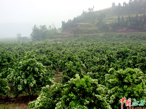 柑橘产业规模看赣州 科技含量看重庆忠县(图)