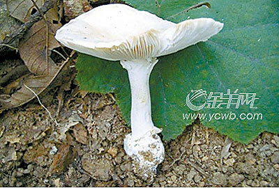 广州食安办提醒:毒蘑菇不易辨 勿采食野生菇