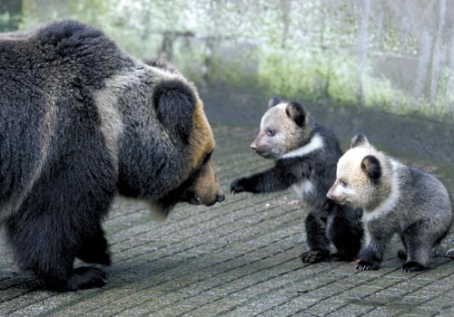 动物园马熊双胞胎与市民见面