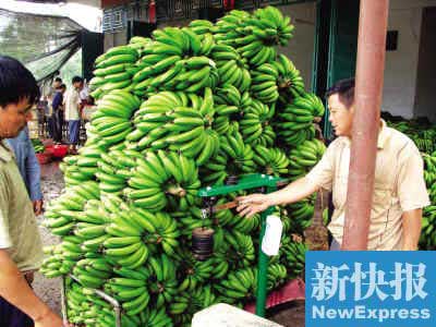 香蕉致癌谣言致粤琼蕉农损失7亿元(图)