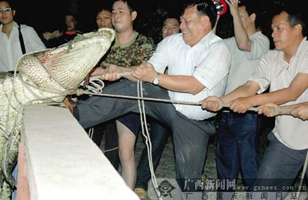 广西北海林业局因鳄鱼吃人事件遭问责(组图)