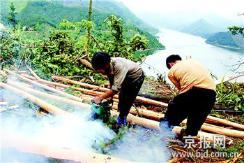 英德长湖景区林木被滥砍伐