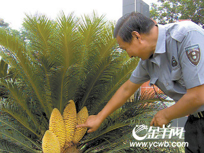 开花对铁树并非好事:有花无芽 生命凋谢