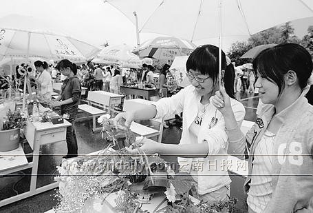 云南大学生插花赛昨在西南林学院举行两百多高