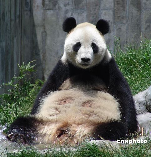 中国大熊猫秦岭亚种得到国际动物学界公认(图