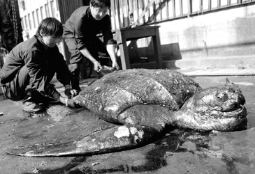 9米,重达300公斤的龟中之王——棱皮龟现身东海水产研究所.