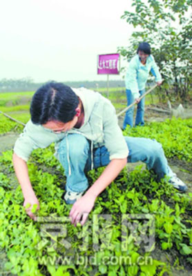 种地创业 成大学生必修课 种瓜种菜挣学分