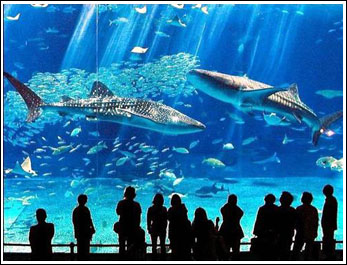 世界最大水族馆开幕 可观魔鬼鱼等2万只鱼(图