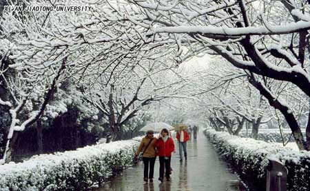 图文：西安交大樱花东道的雪景