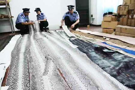 广东黄埔海关查获上万张走私蛇皮(组图)