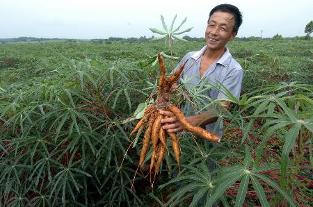 图文:引种木薯农民增收