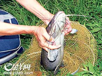 清道夫鱼一直被认为是珠江大敌