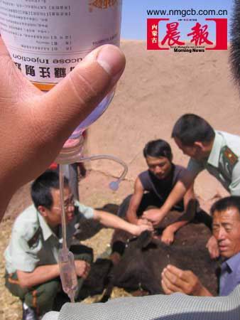 巴音塔拉边防派出所的干警协助当地兽医给牛输液 内蒙古晨报记者 叶飞