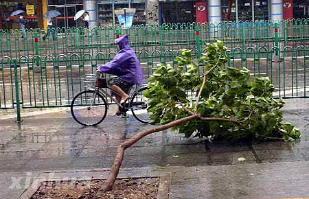 组图:福建泉州受热带风暴珊瑚影响风雨大作