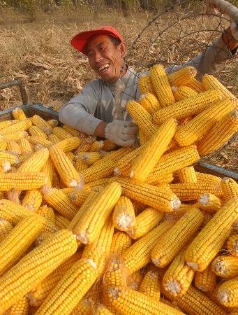 其中玉米产量预计在190亿公斤以上,比2004年增加9亿公斤.