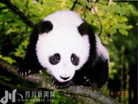 四川记者开始大熊猫之旅推动熊猫栖息地申遗