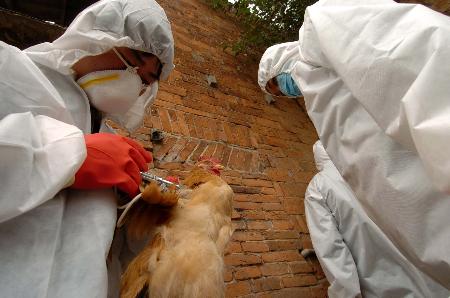 图文:湖南湘潭工作人员为鸡只注射防禽流感疫