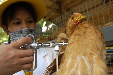 广州番禺养鸡场员工为小鸡注射禽流感疫苗 