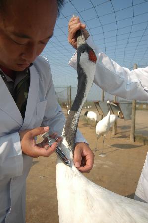 图文:专业人员给丹顶鹤注射禽流感灭活疫苗