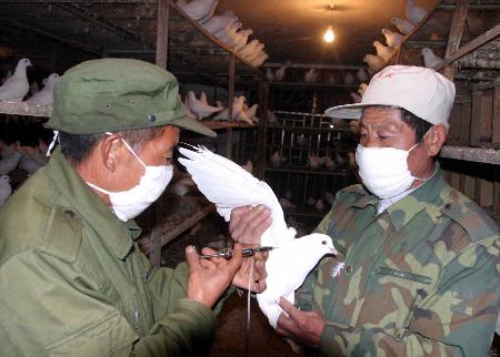 图文:济南工作人员正给鸽子接种禽流感疫苗