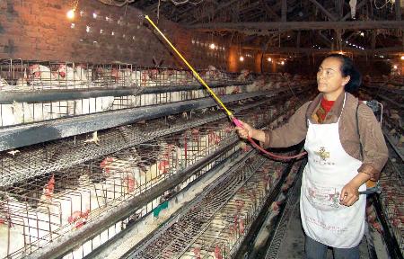 图文:养殖户在给鸡舍消毒