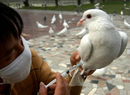 图文:南京工作人员在给鸽子注射禽流感疫苗