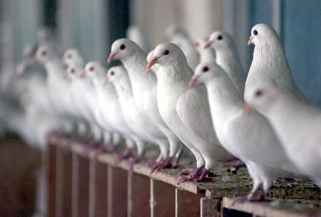 图文:广场鸽等待注射禽流感疫苗