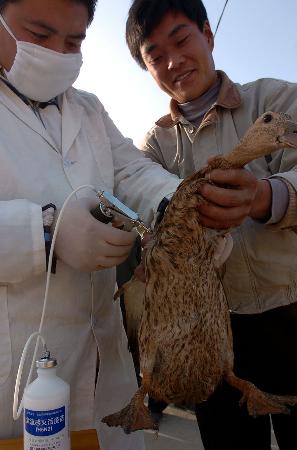 图文:防疫人员为散养户养殖的鸭子注射疫苗