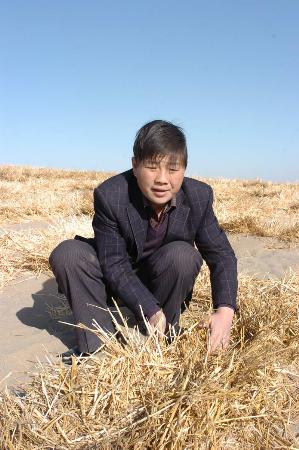 图文:甘肃民勤县用麦草编织网笼罩流沙(1)