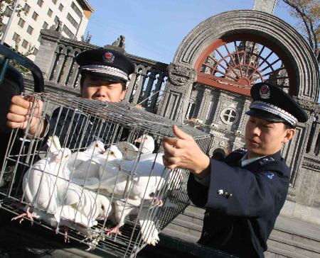 图文:北京王府井教堂前捕捉广场附近野鸽子
