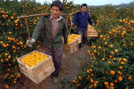 图文:江西南丰蜜橘首次出口欧盟(3)