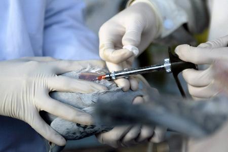 图文:免费为居民家养鸽子注射预防禽流感疫苗
