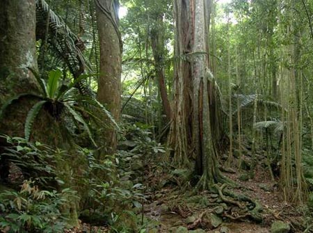 组图:海南岛热带雨林探奇观