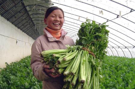 图文:寒冬时节蔬菜长势喜人(2)