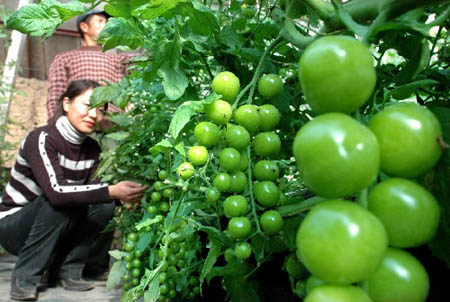 组图:宁夏应用大棚技术种植南方蔬菜水果