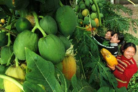 组图:宁夏应用大棚技术种植南方蔬菜水果