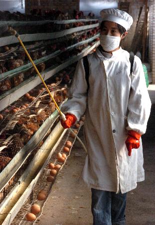 图文广东南雄养鸡场工作人员对鸡舍进行消毒